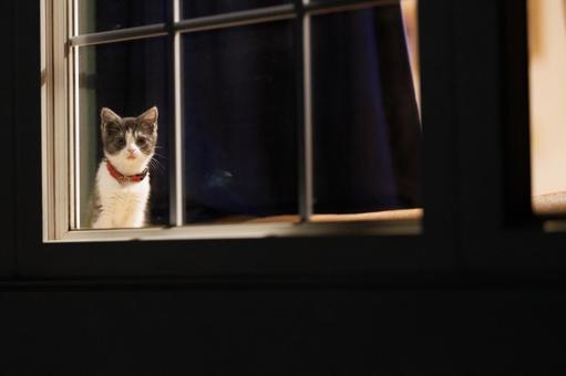 窓辺の子猫 窓辺の子猫の写真