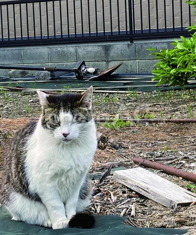 目をつぶって合図する野良猫の仕草 猫,動物,かわいいの写真素材