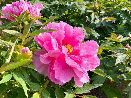ボタンの花 ピンク ボタンの花 ピンク 牡丹,ボタン,ぼたんの写真素材