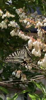 アゲハチョウ アゲハチョウ,花,春の写真素材