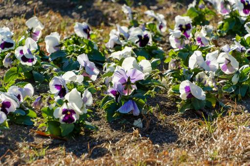 冬の陽射しに輝くパンジーの花壇 パンジー,花,花壇の写真素材