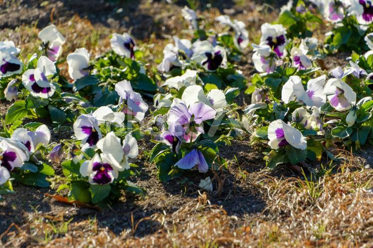 冬の陽射しに輝くパンジーの花壇 パンジー,花,花壇の写真素材