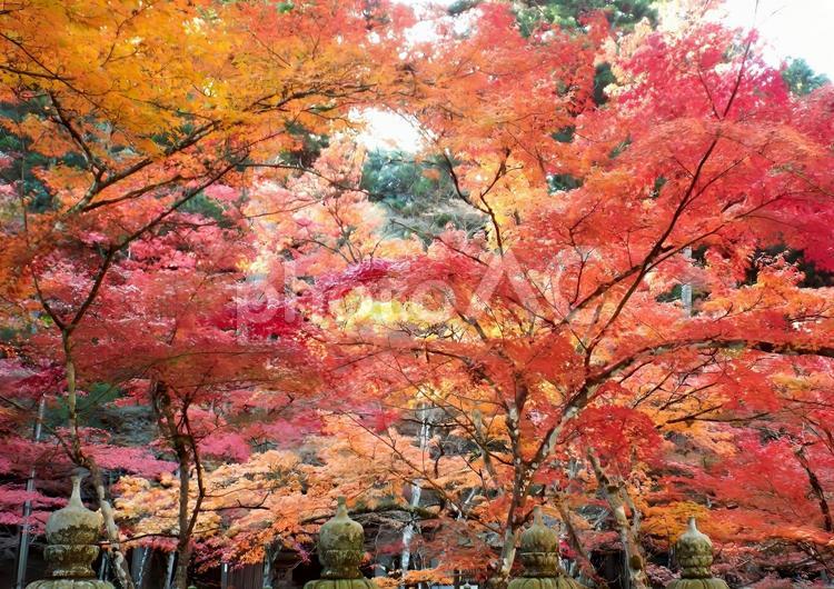 【紅葉写真】佛通寺の紅葉風景 紅葉,モミジ,もみじの写真素材