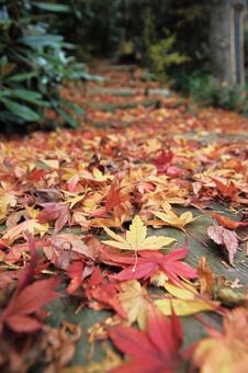 紅葉の落葉の写真