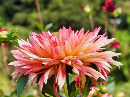 ダリア 赤色の花 ダリア 赤色の花 ダリア,花,夏の写真素材