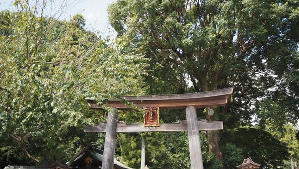 秋の高麗神社・鳥居(埼玉県・日高市) 秋の高麗神社・鳥居(埼玉県・日高市) 秋,高麗神社,鳥居の写真素材
