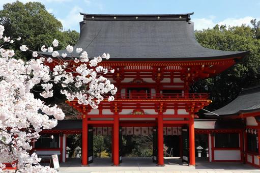 近江神宮 楼門と桜 近江神宮 楼門と桜の写真