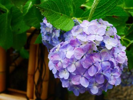 紫陽花の写真