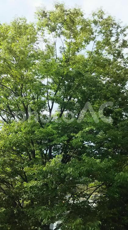 樹木 樹木,公園,木々の写真素材