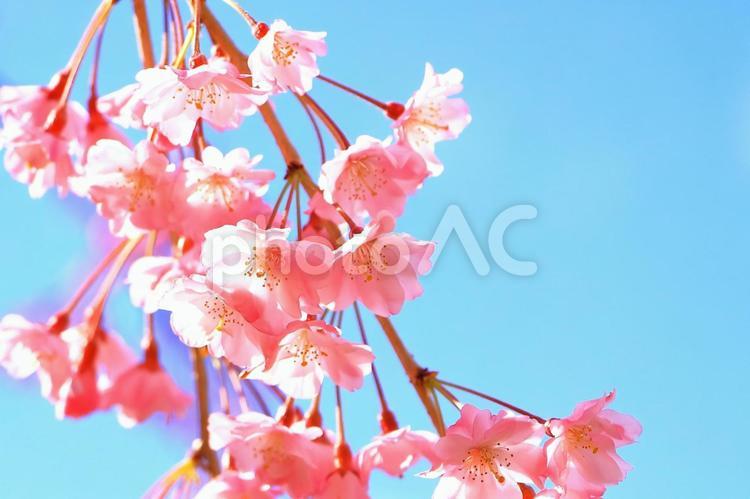 快晴の青空とピンクの美しい枝垂桜 植物,花,桜の写真素材