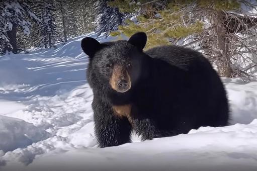 雪の中の野生のクマ 雪の中の野生のクマの写真