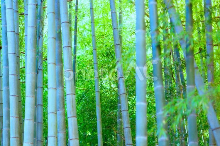 幻想的な美しさを醸し出す竹林 背景,竹,テクスチャーの写真素材