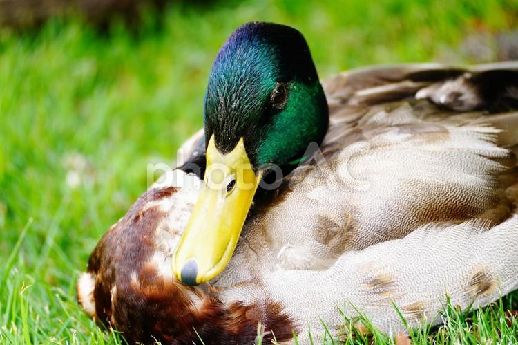 草地で休むマガモ マガモ,カモ,鳥の写真素材