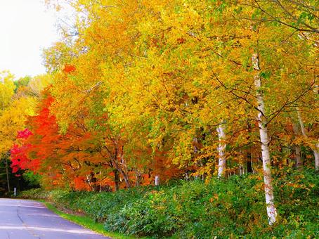 黄葉の白樺林と紅葉 白樺,黄葉,紅葉の写真素材