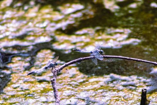ハス池のトンボ3ー64 ハス池のトンボ3ー64の写真