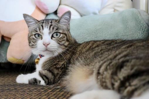 猫 猫の写真