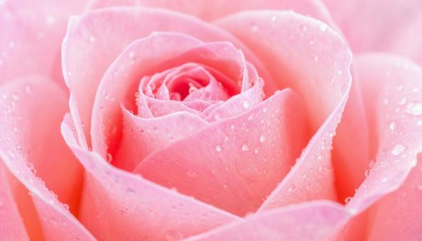 薔薇のナチュラル背景の写真