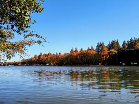 水元公園の紅葉・煉瓦色の木立＆池・葛飾区 秋,水元公園,紅葉の写真素材