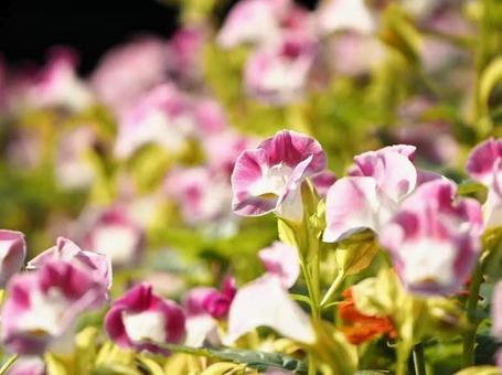 ピンクの花 ピンクの花の写真