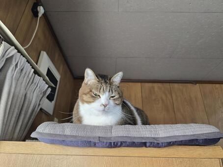 タンスの上の猫 猫,ネコ,キジトラの写真素材