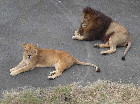ライオン ライオン,動物,生き物の写真素材