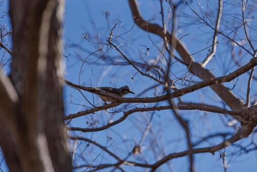 枝に止まって羽を休めるヒヨドリ ムクドリ,野鳥,鳥の写真素材