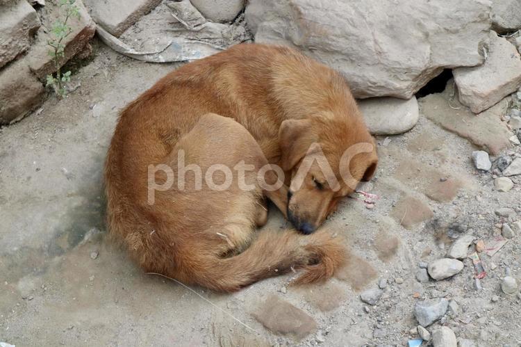 ネパール　カトマンズ　昼寝する野良犬 昼寝,野良犬,海外の写真素材
