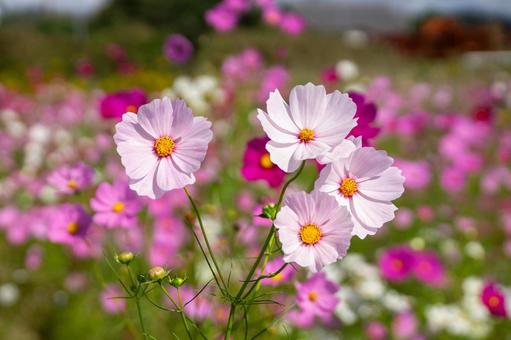 コスモスの花 コスモスの花 コスモス,コスモス畑,花の写真素材