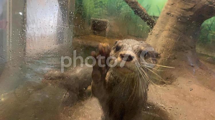 カワウソ カワウソ,かわいい,動物の写真素材