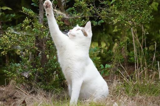 おもちゃと戯れるシロキジ猫 おもちゃと戯れるシロキジ猫 ネコ,保護猫,ニャンコの写真素材