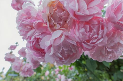 垂れ下がるピンクの薔薇の房 垂れ下がるピンクの薔薇の房の写真