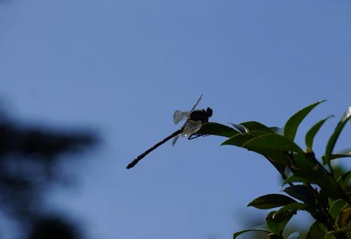コオニヤンマ コオニヤンマ,サナエトンボ科,トンボの写真素材