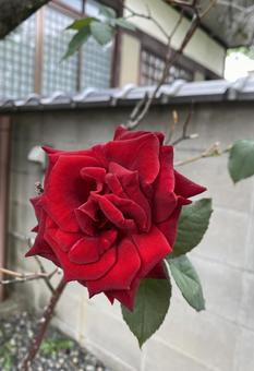 赤い薔薇 花,バラ,赤の写真素材