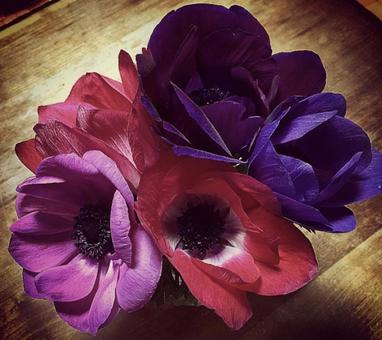 アネモネ アレンジメント,フラワーギフト,花束の写真素材