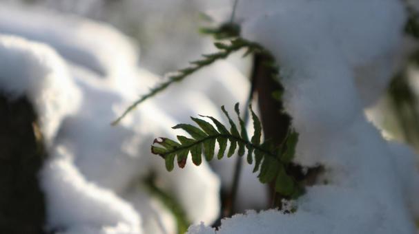 雪景色 雪景色の写真