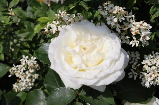 白い薔薇 白い薔薇の写真