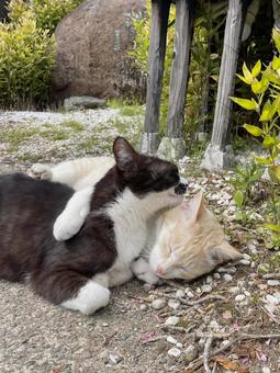2匹でじゃれあっている野良猫 2匹でじゃれあっている野良猫 猫,野良猫,白の写真素材
