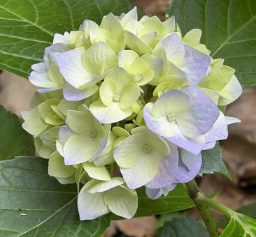 あじさいの写真