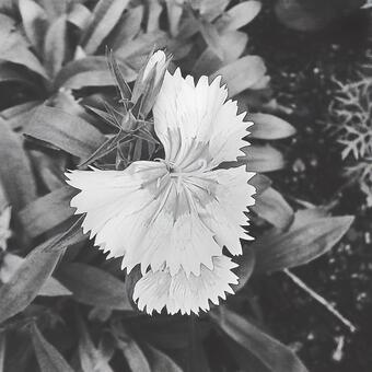 Flower in the garden Flower in the gardenの写真