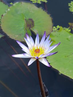 Water lilies, JPG