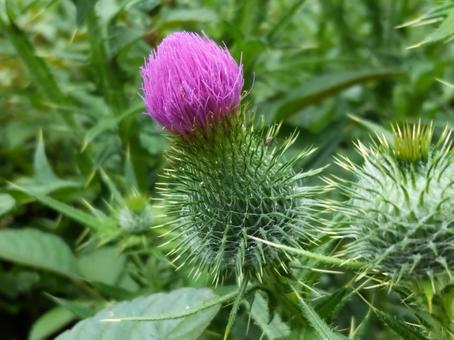 The thistle flowers are starting to bloom, JPG The thistle flowers are starting to bloom, JPG