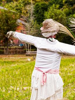 田んぼに立つ帽子をかぶった案山子 案山子,かかし,田んぼの写真素材
