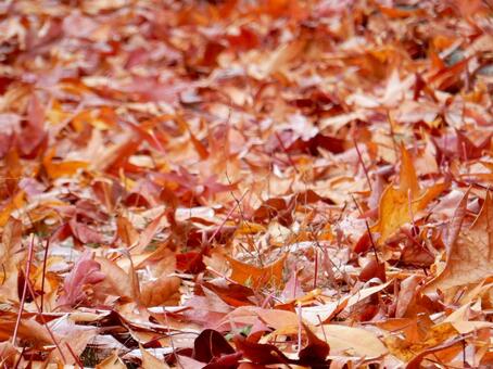 【風景写真】晩秋の風景 落ち葉,植物,季節の写真素材