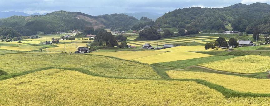 収穫前の田んぼ　比和 三河内の棚田 棚田,田んぼ,庄原の写真素材