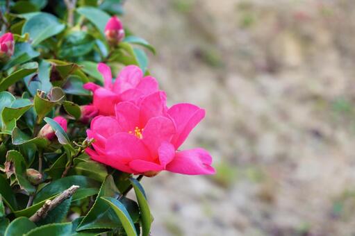 山茶花 山茶花の写真