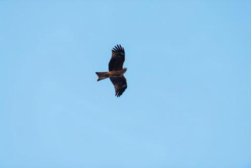 辺りを見回しながら舞うトビ 辺りを見回しながら舞うトビ トビ,猛禽類,野鳥の写真素材