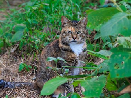 森で出会った可愛い野良猫さんです。 森で出会った可愛い野良猫さんです。 猫,野良猫,地域猫の写真素材