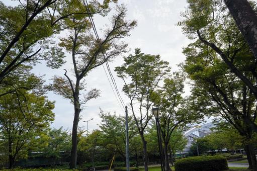 新緑と曇り空 新緑と曇り空 季節,木々,新緑の写真素材
