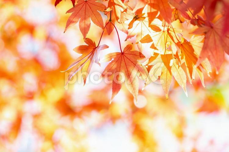 秋の紅葉と美しいボケ背景 和,植物,モミジの写真素材