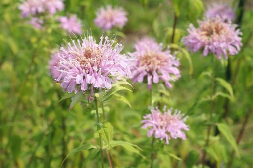 植物 ワイルドベルガモットの花 植物 ワイルドベルガモットの花の写真
